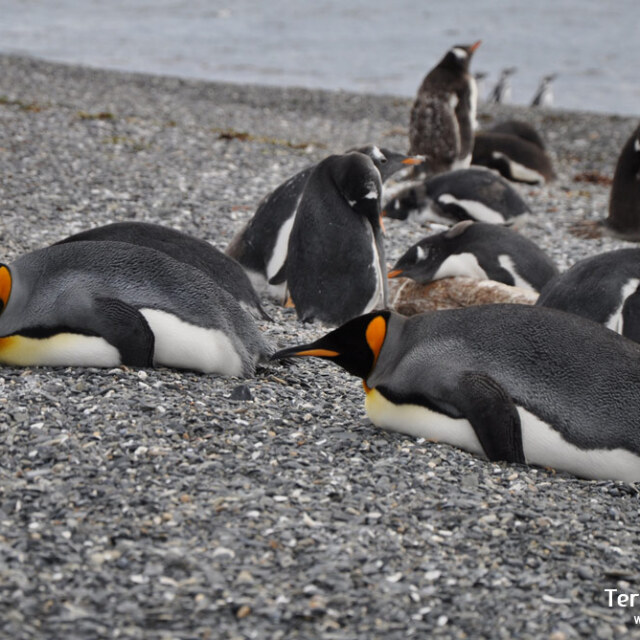 Cruzaremos el estrecho de Magallanes para llegar a Bahía Inútil y poder ver el Pingüino rey.