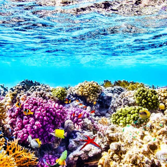 Podremos hacer snorkel en Cayo Caulker, una de las mayores barreras de coral del mundo.