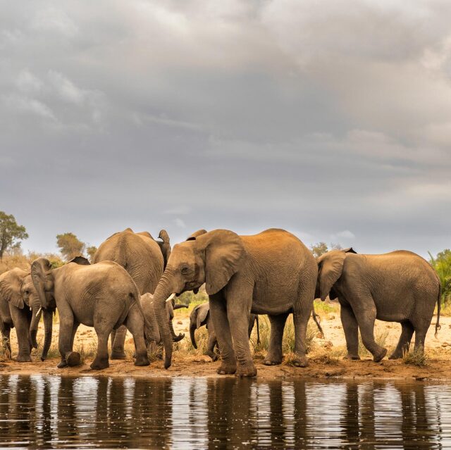 Entre enormes baobabs anirem a la recerca de families d'elefants en el Tarangire N.P.