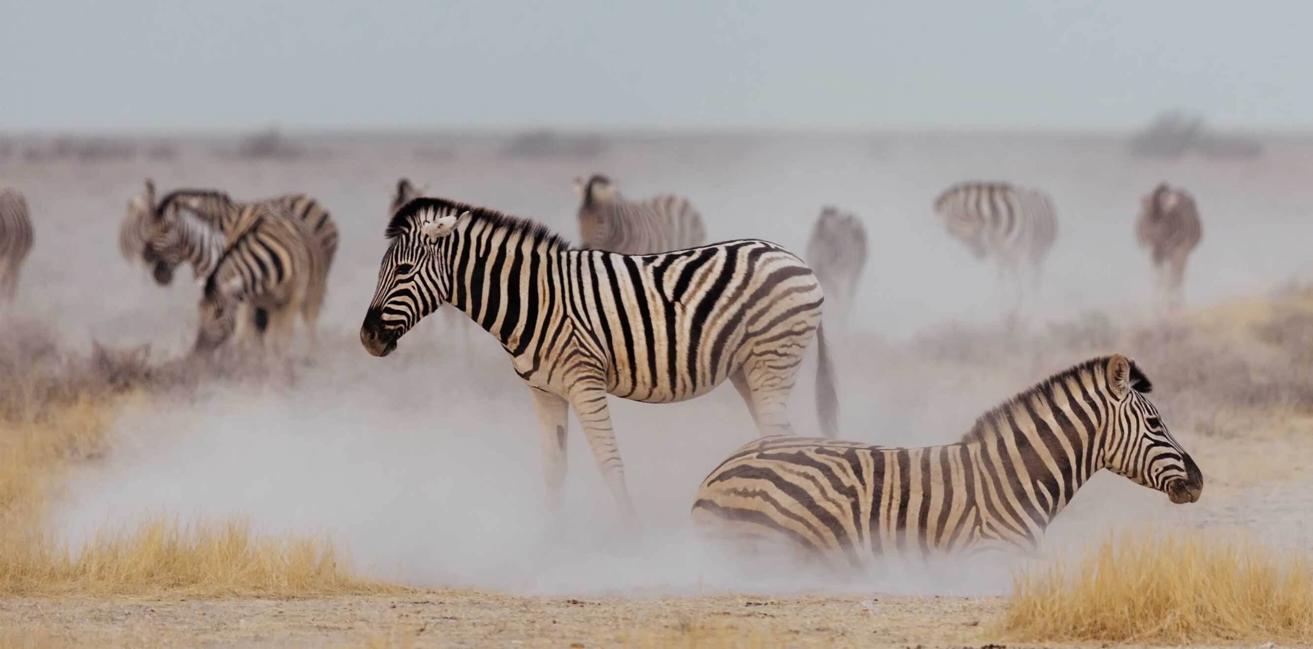 La gran migración de cebras de las Nxai y Makgadikgadi Pans en Botswana.