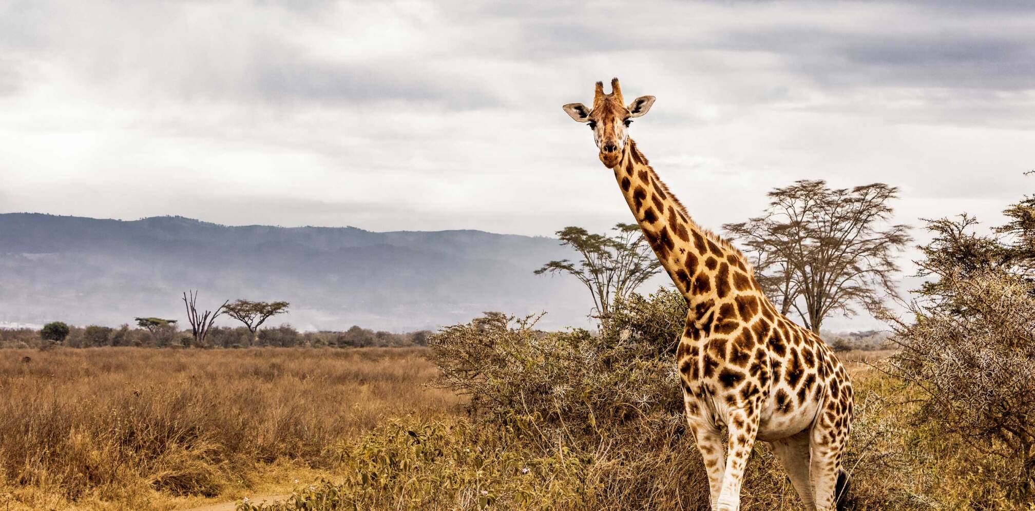 Los mejores safaris por África.