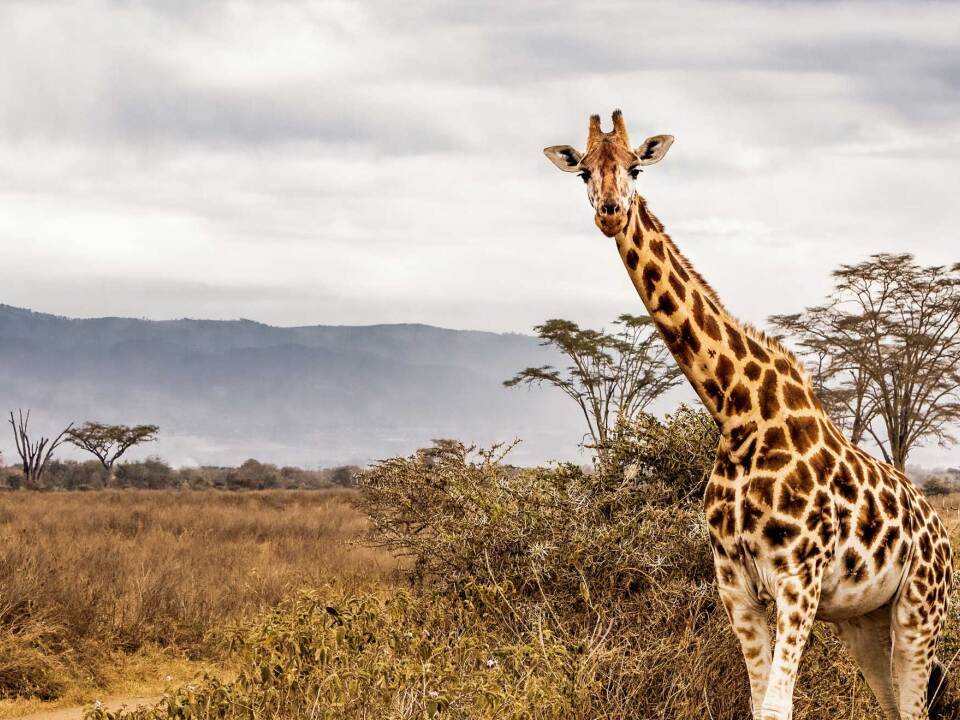 Los mejores safaris por África.