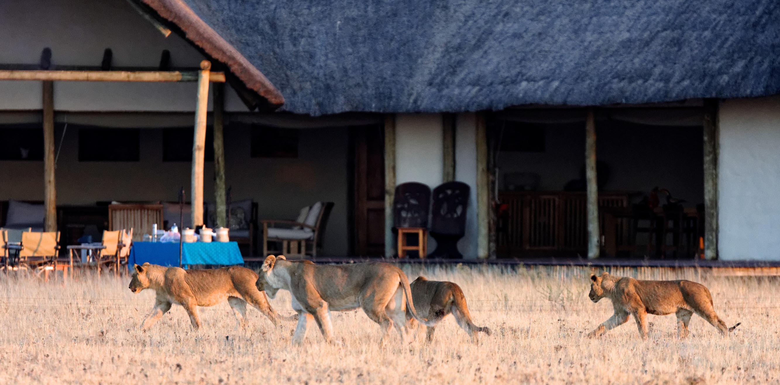 ¿Sueñas con un viaje inolvidable por Kenia? Podemos hacerlo realidad, solo escoge tu estilo de safari.