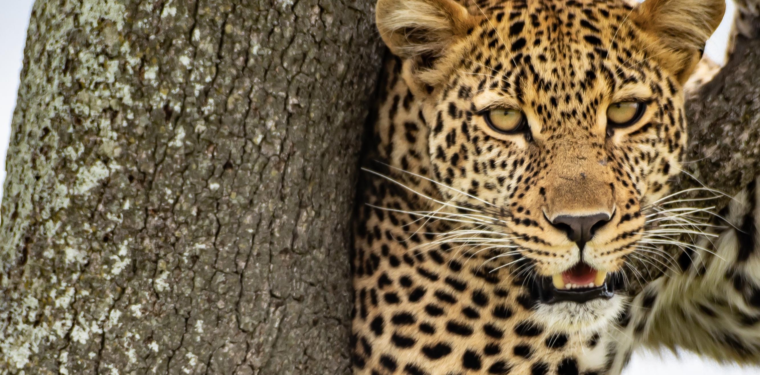 El hábitat del Leopardo