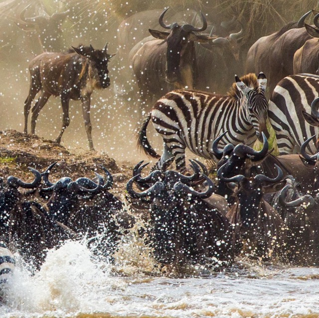 Pasaremos 2 noches en mitad de Masai Mara para intentar disfrutar de la Gran Migración.
