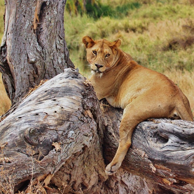 Un bosc d'acàcies ens donarà la benvinguda al Manyara N.P., on buscarem als esquius lleons trepadors.