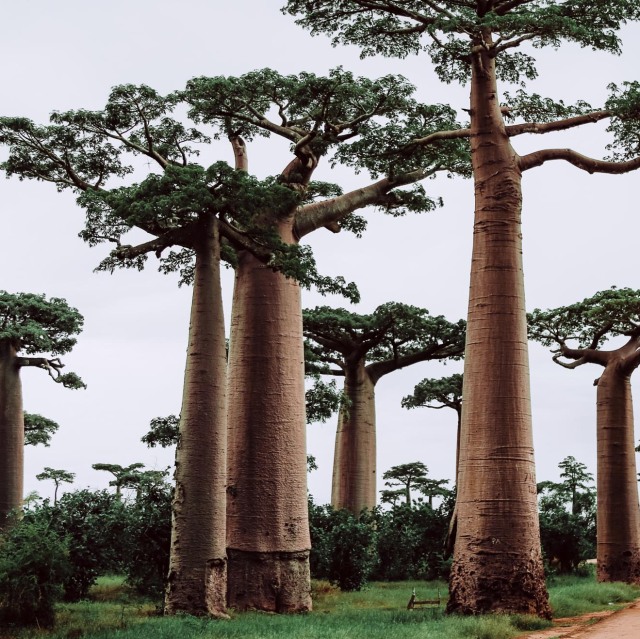 En Madagascar puedes ver 7 de las 8 especies de baobabs que existen en el mundo.