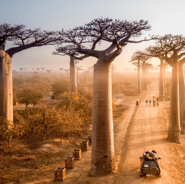 Creuarem la famosa i inigualable avinguda dels baobabs.