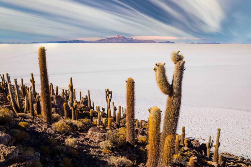 Viajes Bolivia Blackpepper 0022 Grandes Cactus Isla Incahuasi Salar Salar Uyuni Altiplano Bolivia
