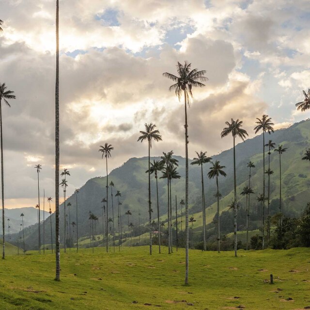 Caminar entre imponentes palmas de cera en el Valle de Cocora.