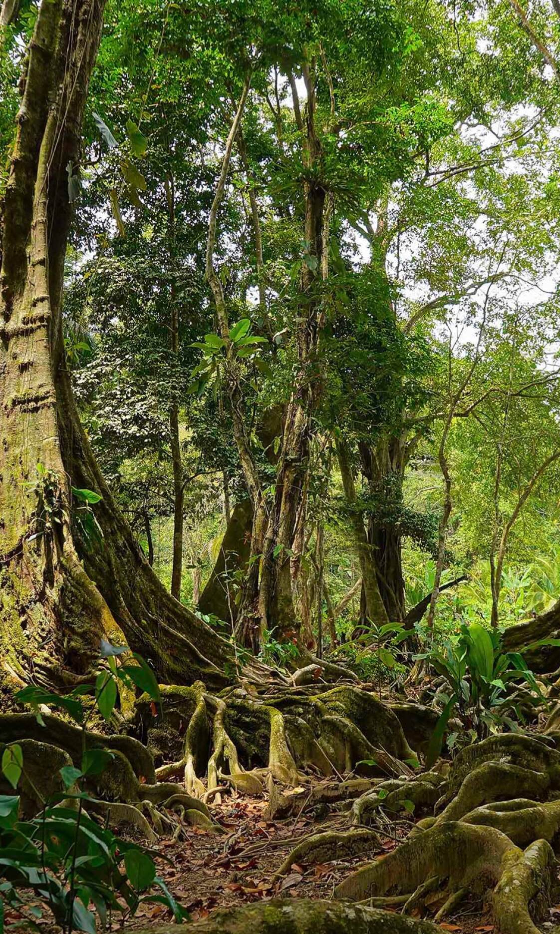 Viaje Costa Rica