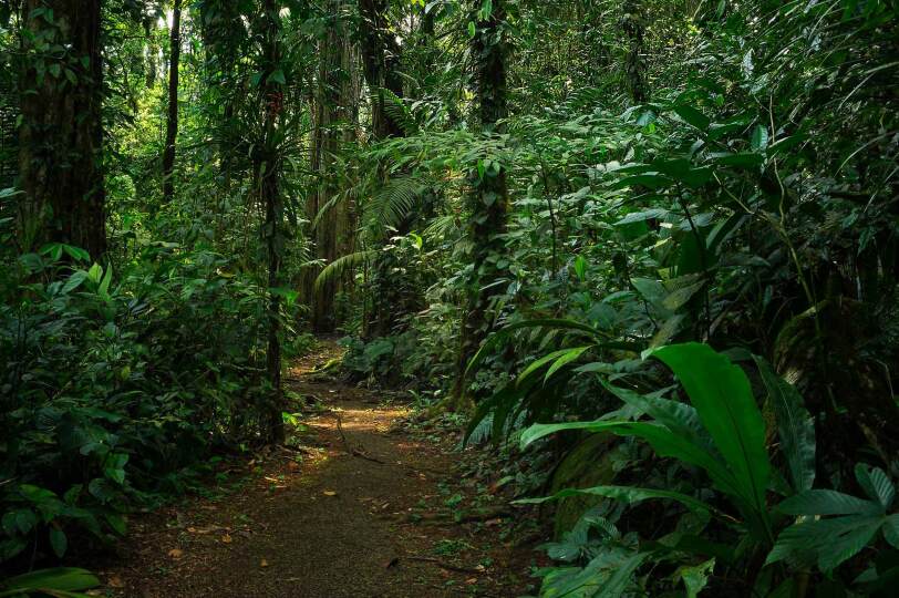 Viajes Costa Rica Blackpepper 0049 Bosque Tropical Centro America