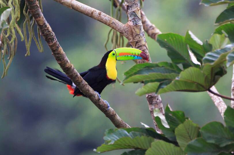 Viaje Costa RIca