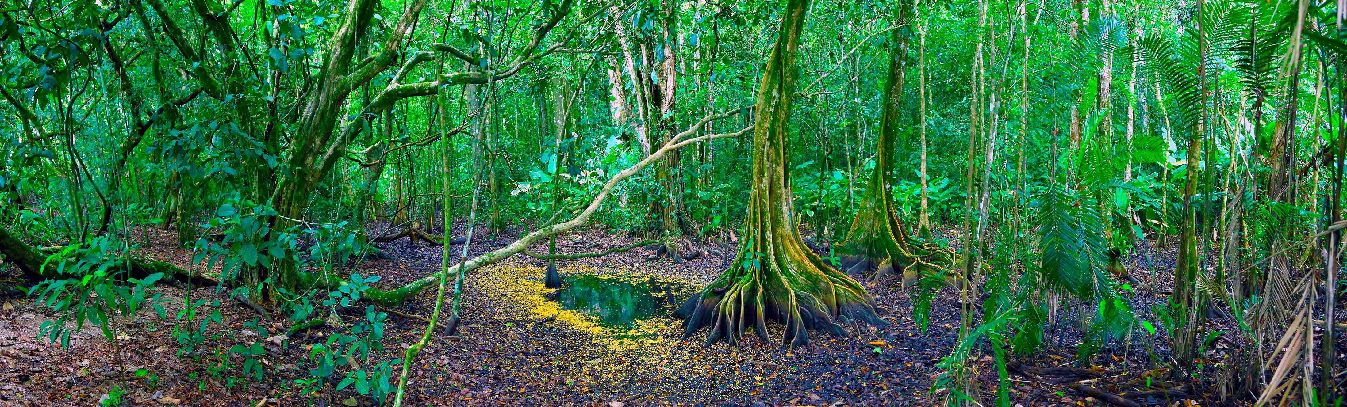 Costa Rica, on la naturalesa en estat pur es mostra de la manera més exuberant.