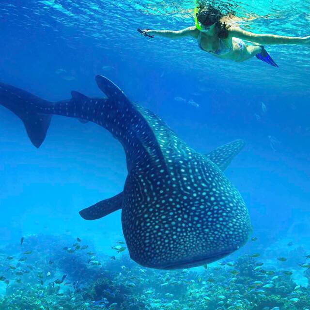 Nadar con el tiburón ballena en la Isla Útila.