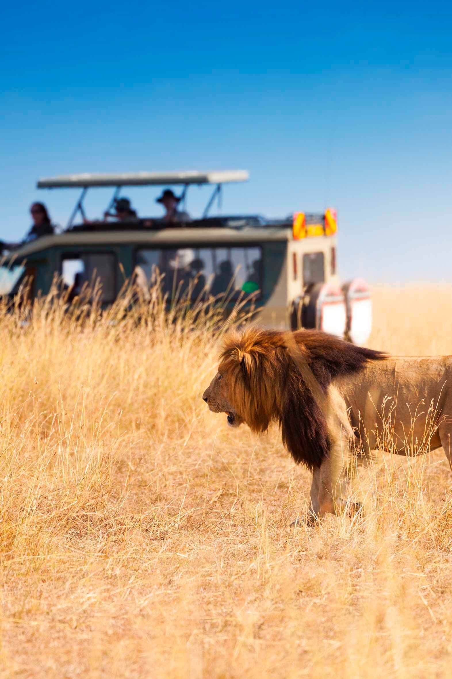 Safaris Kènia i Tanzània