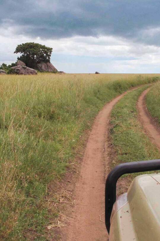 Safaris Kenia y Tanzania