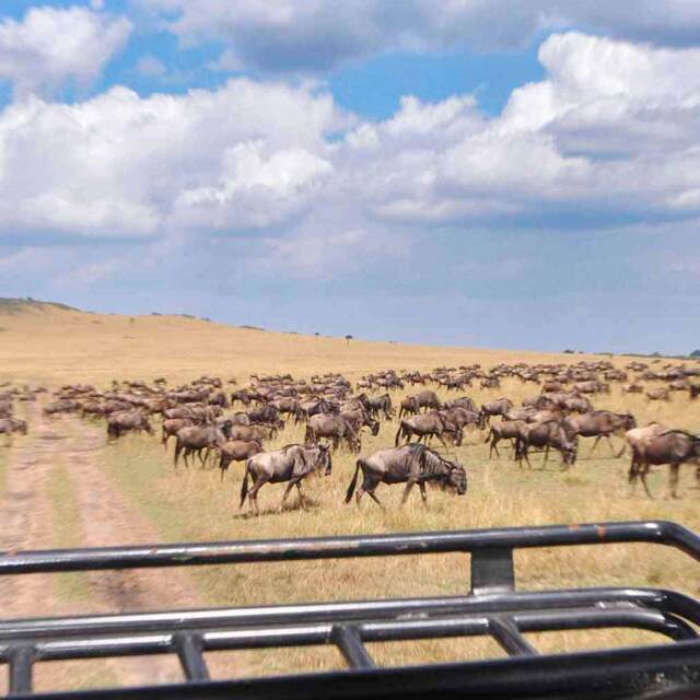Safaris Kenia y Tanzania