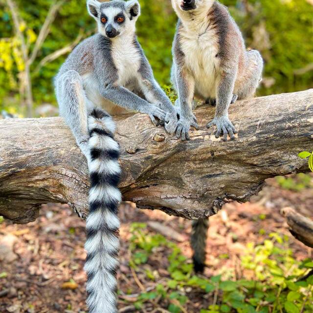 Viajes Madagascar