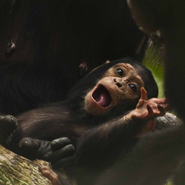 Saldremos en busca de los esquivos chimpancés atravesando bosques magníficos.