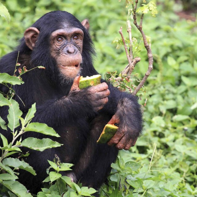 Indagar en bosques primarios en busca de chimpancés.