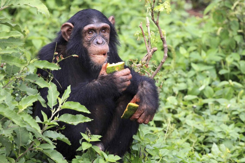 Blackpepper Viajes Uganda 0013 Ruta Primates
