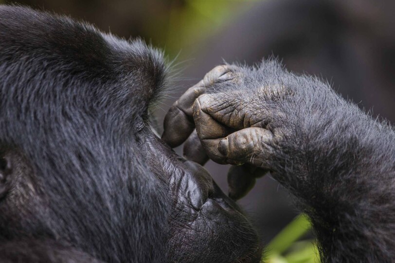 Blackpepper Viajes Uganda 0015 Portrait Of Mountain Gorilla Uganda Bwindi Impenetrable Forest National Park