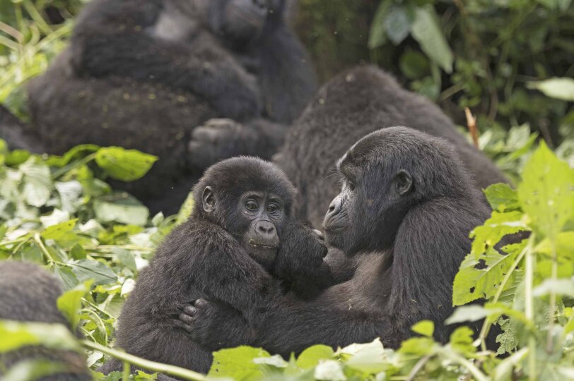 Blackpepper Viajes Uganda 0019 Ruta Primates