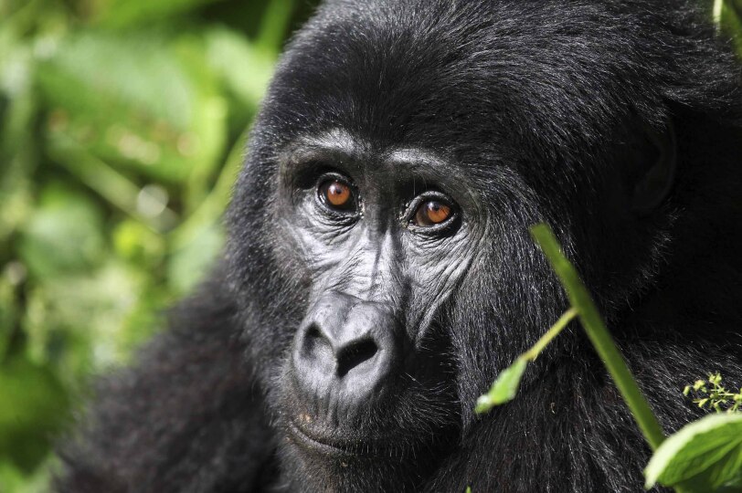 Blackpepper Viajes Uganda 0022 Ruta Primates