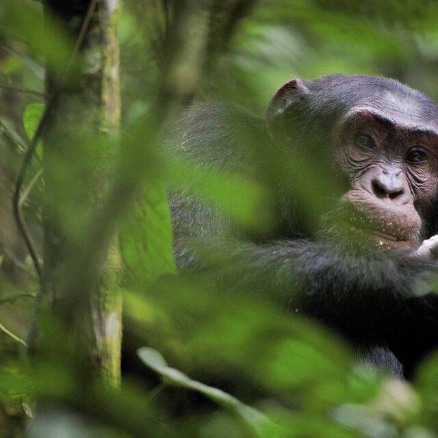 Caminant entre mahogays, ficus gegants i una densa vegetació anirem a la trobada dels esquius ximpanzés.