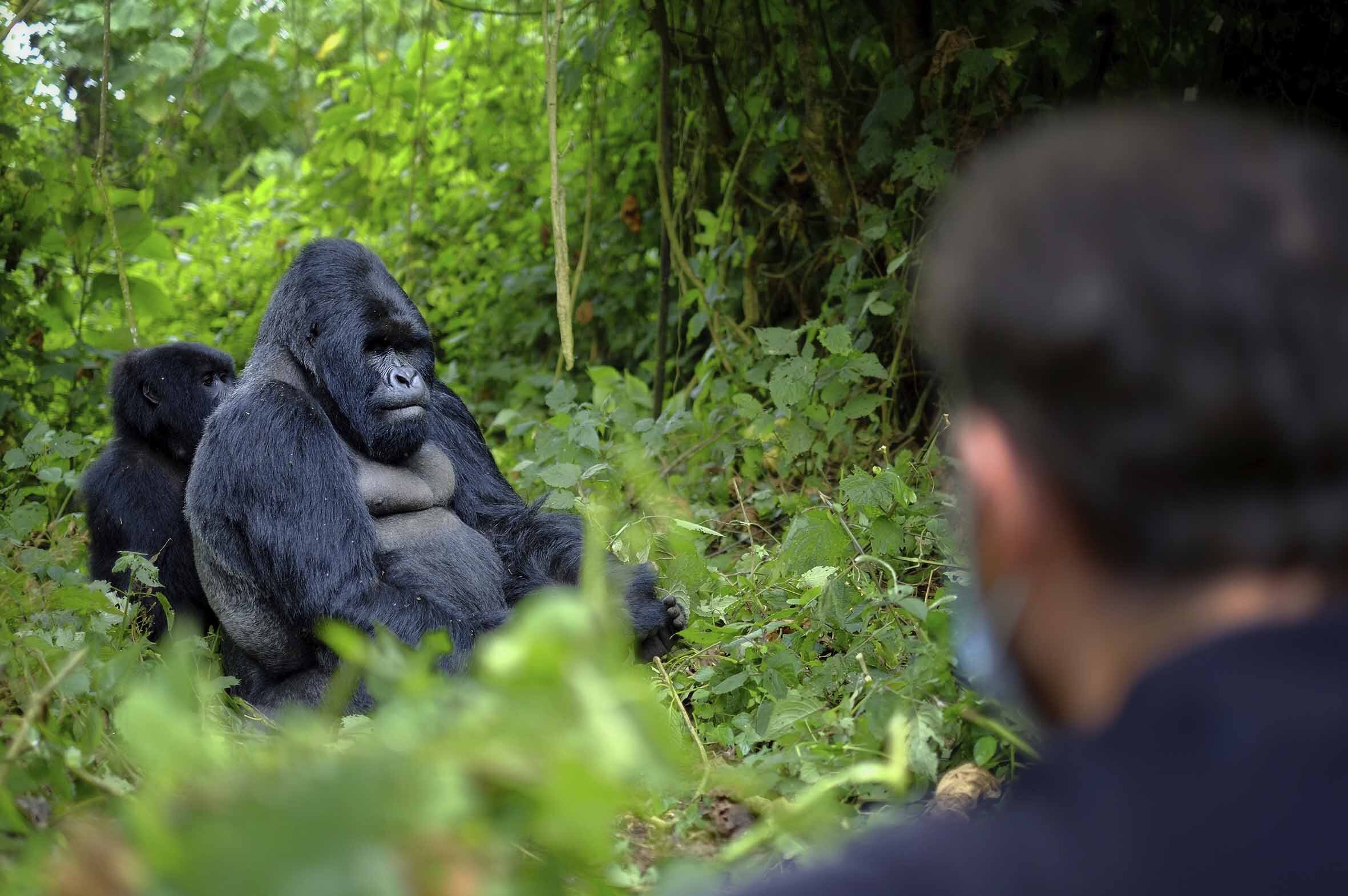 Trekking per l'Impenetrable Bwindi Forest per a conèixer als Goril·les de muntanya.