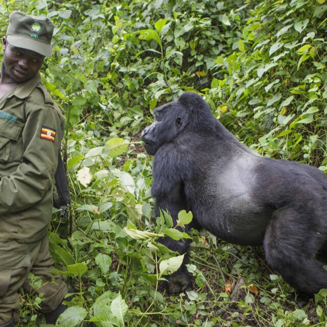 Endinsar-nos en l'Impenetrable bosc de Bwindi per a trobar als goril·les.