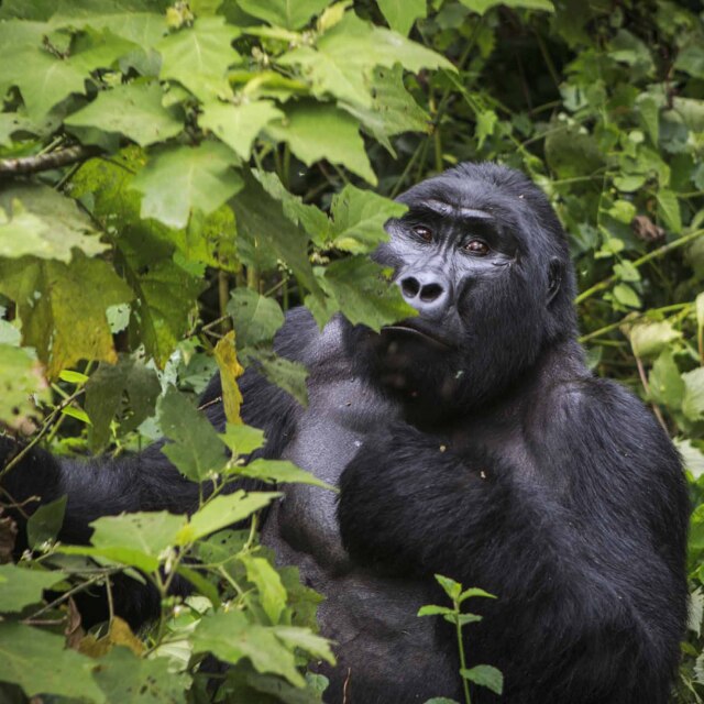 Nos quedaremos perplejos con la humana mirada del gorila de montaña.