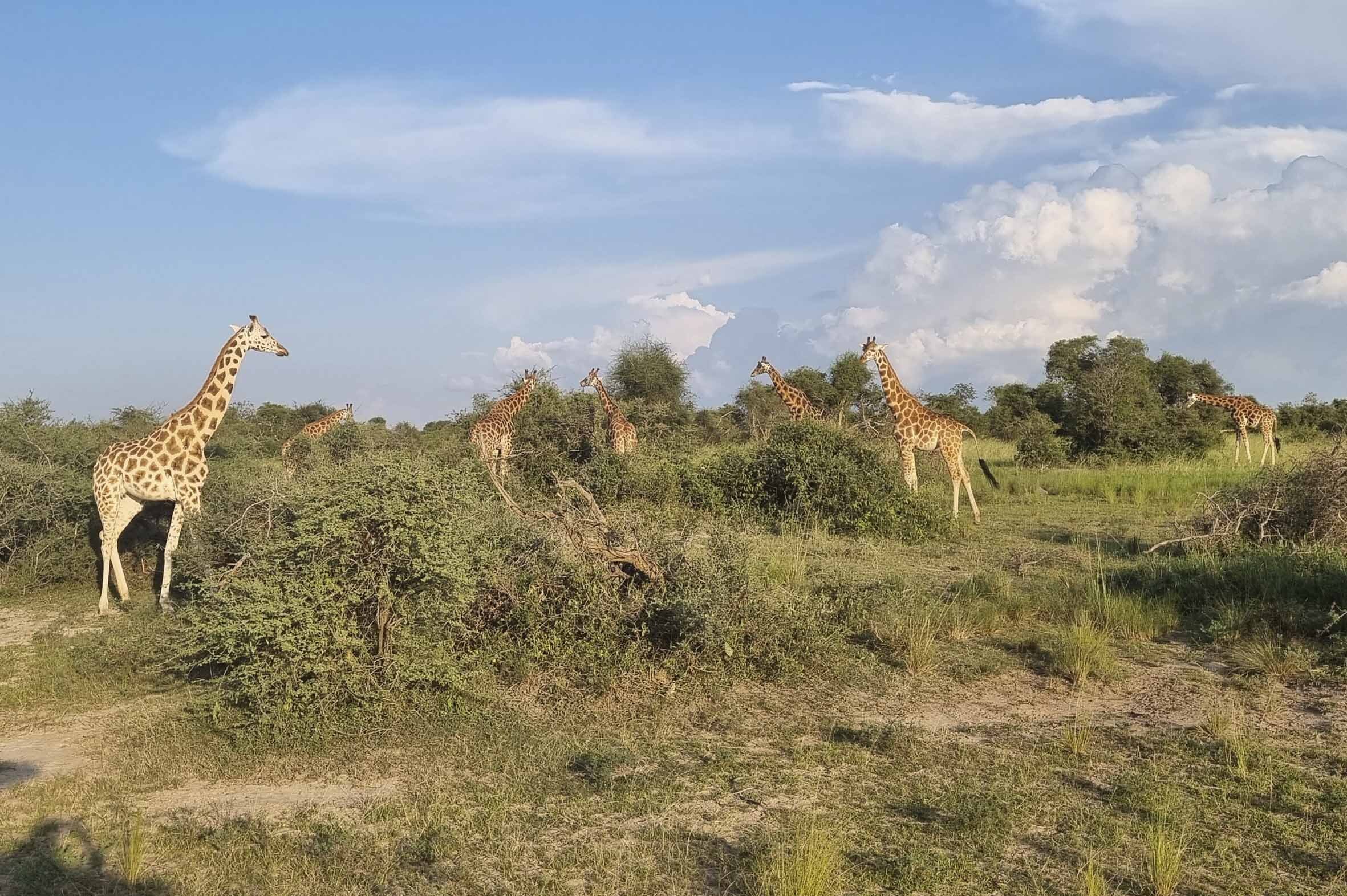 Blackpepper Viajes Uganda 0290 20210812 181250