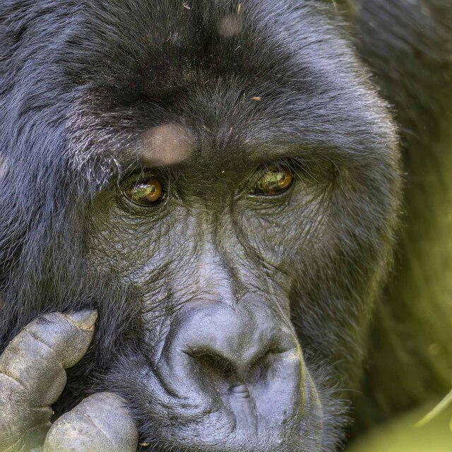 Realizaremos una de las actividades más impactantes que se pueden realizar en el continente, el avistamiento de gorilas en libertad.