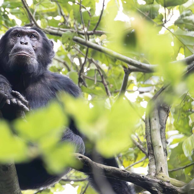 Buscarem als ximpanzés entre frondosos camins selvàtics.