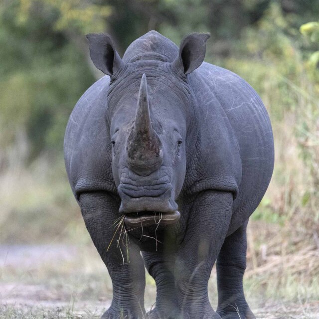 Tindrem el luxe de caminar entre rinoceronts.