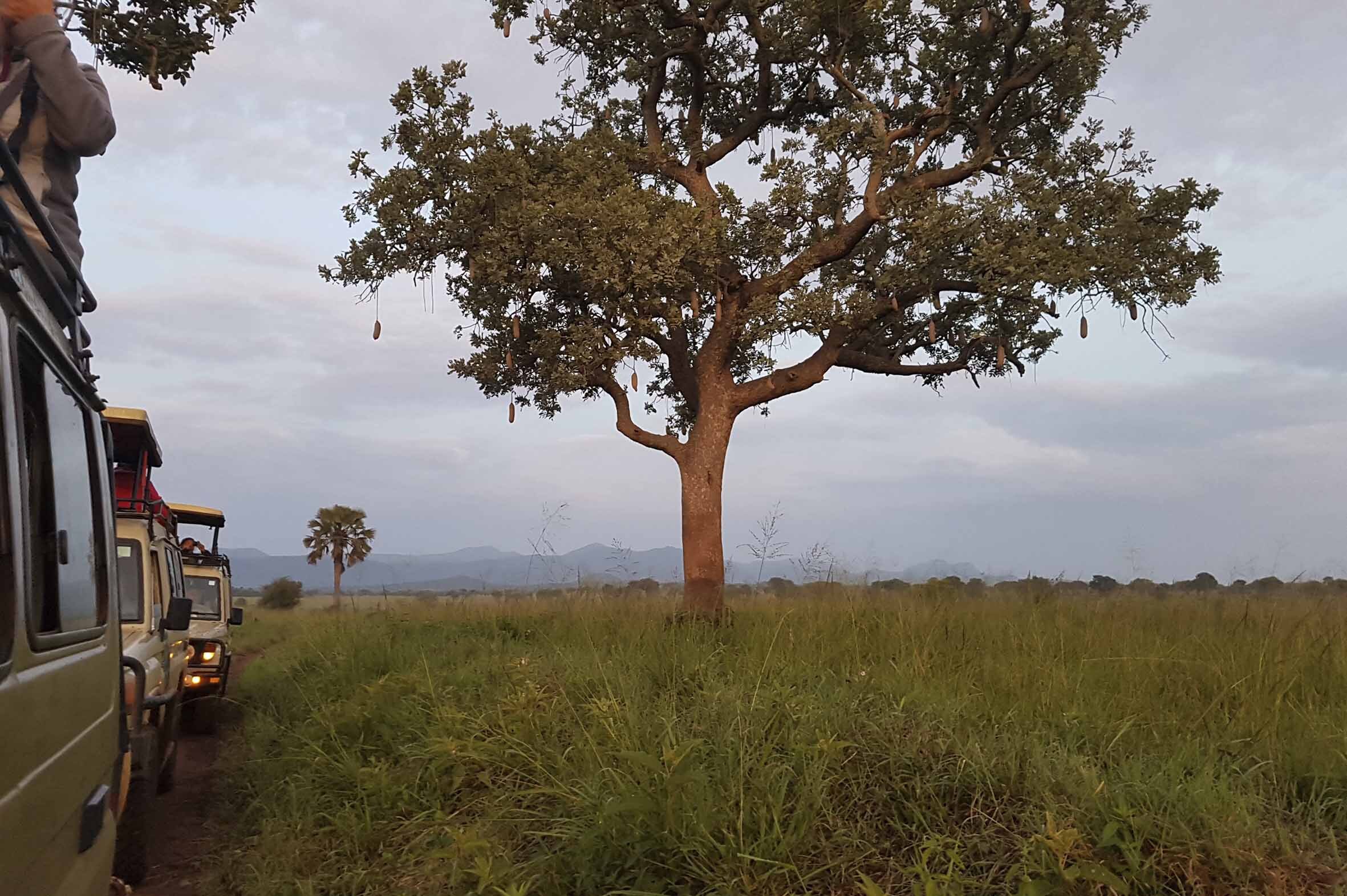 Blackpepper Viajes Uganda 0396 20190814 063441