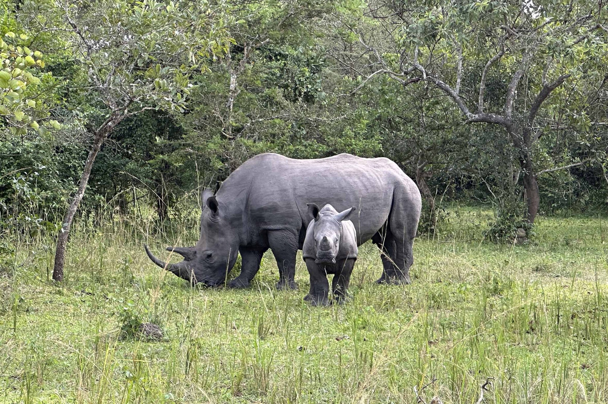 La Lucha por Salvar al Rinoceronte en Uganda.