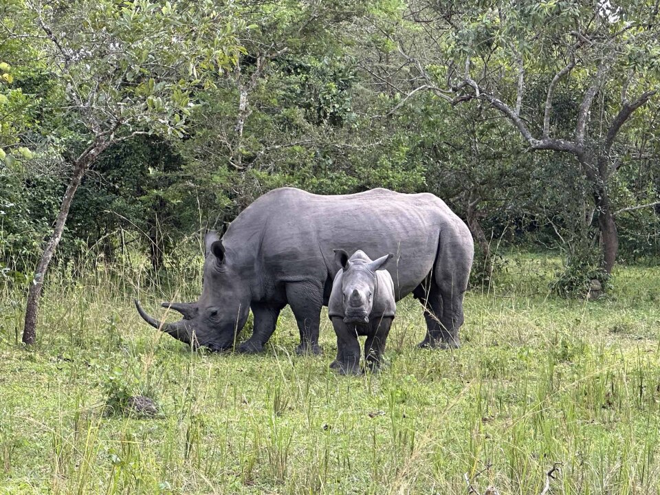 La Lucha por Salvar al Rinoceronte en Uganda.