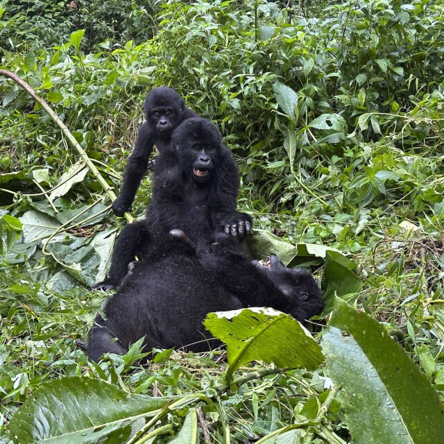 Viurem una experiència inoblidable en trobar-nos amb els goril·les de muntanya.