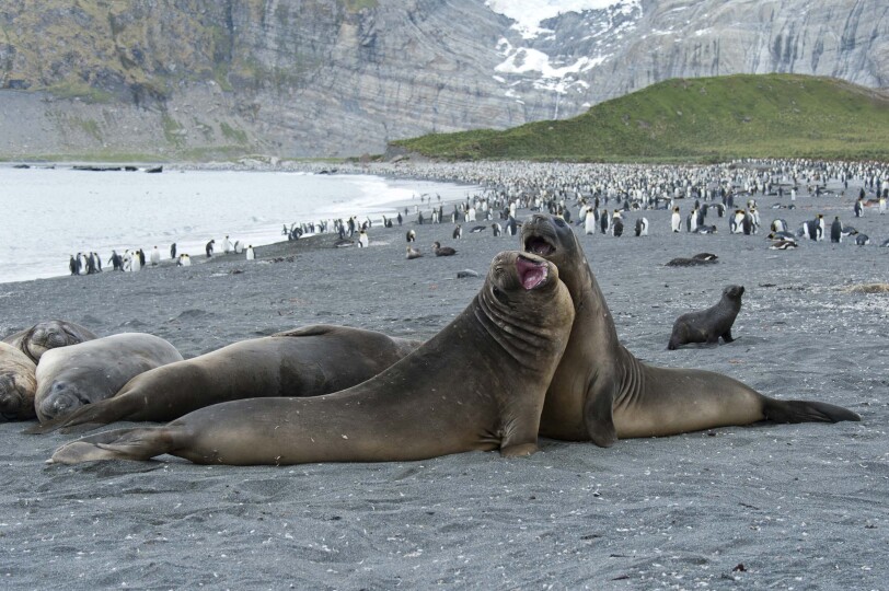 Blackpepper Viajes Antartida Galeria 0014 Elephantsealsfightingorplayingsouthgeorgiaantarctica