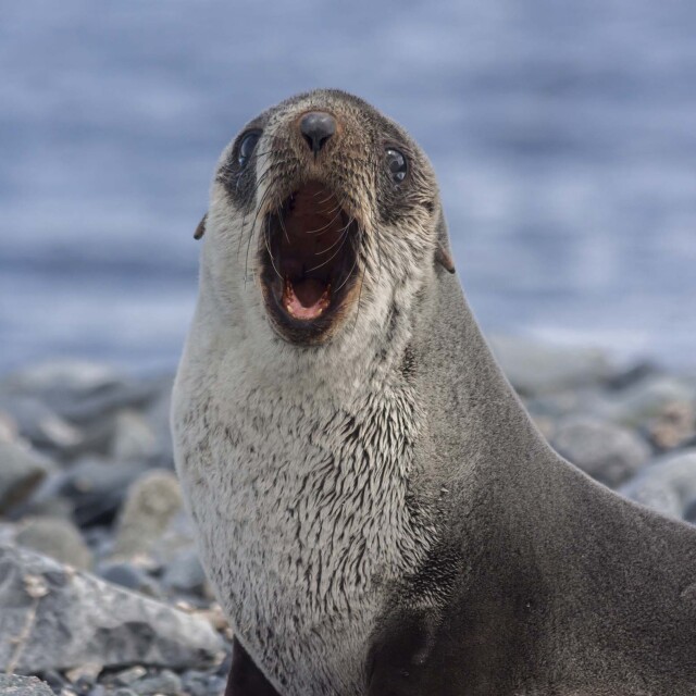 Observar colònies de pingüins, llops marins antàrtics i elefants marins del sud.