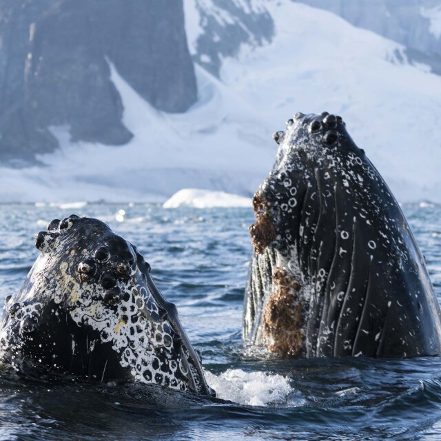 Encuentros con ballenas, aves marinas y la majestuosidad antártica.