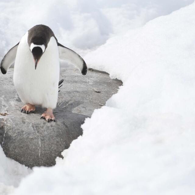 Visitar les colònies de pingüí Adelia i del corb de mar imperial a l'Illa Paulet.