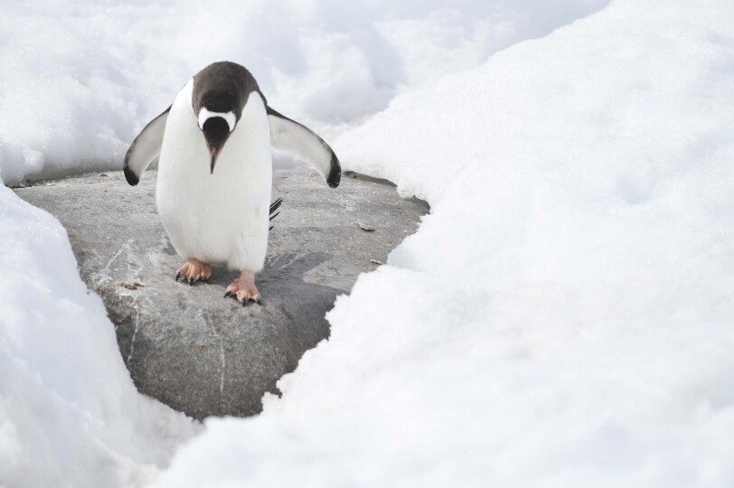 Blackpepper Viajes Antartida Galeria 0040 Pinguino Caminando Medio Nieve