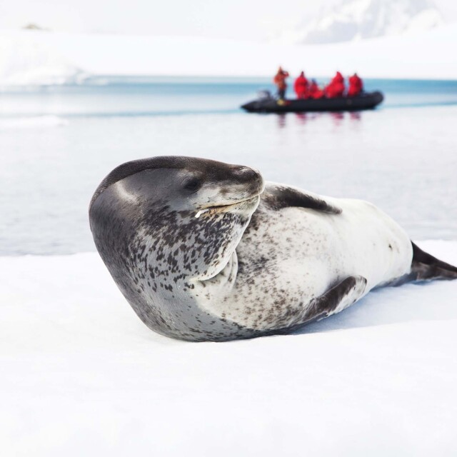 Tener la oportunidad de observar pingüinos y focas en las Islas Shetland del Sur.