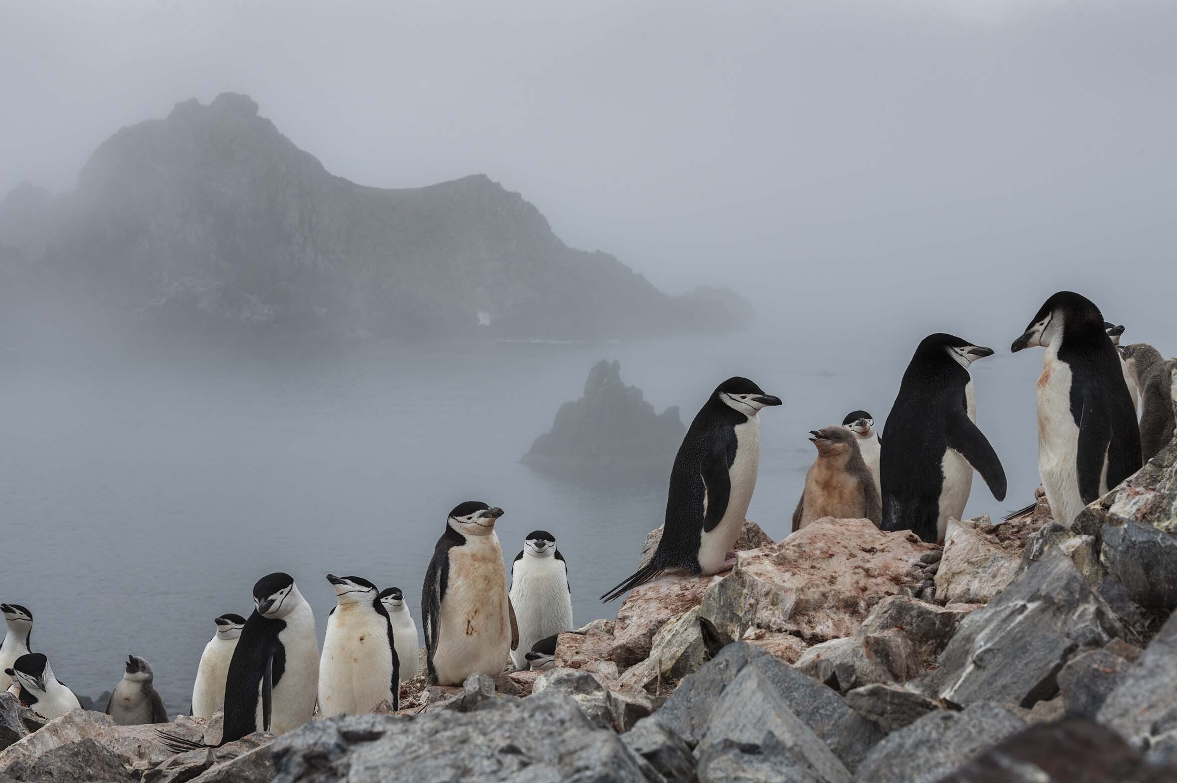 El hogar de millones de Pingüinos.