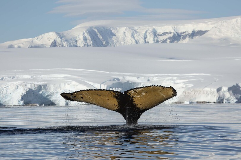 Blackpepper Viajes Antartida Galeria 0054 Ballena Fluke Antartida Frente Montanas Cubiertas Nieve Sol