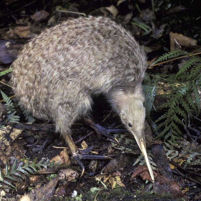 Visitaremos el Kiwi House de Otorohanga un cento de conservación del ave nacional del país.